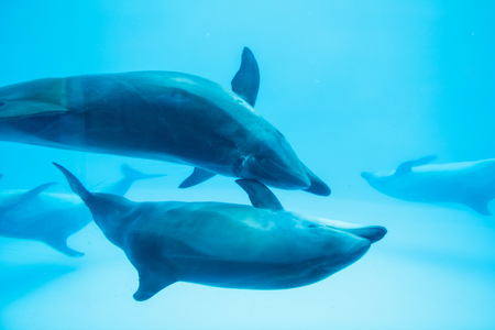 Adorable Sea dolphins swimming and playing with each other in aquarium. Cute marine wildlife couple happy under water.の写真素材