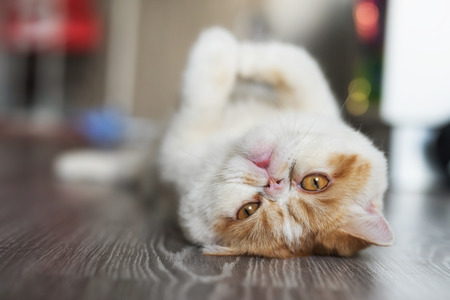 Portrait of Cute yellow Exotic shorthair cat relax on gray wooden floor and look at camera while flip body. Adorable animal or pet inside house or home. best human friend.の写真素材