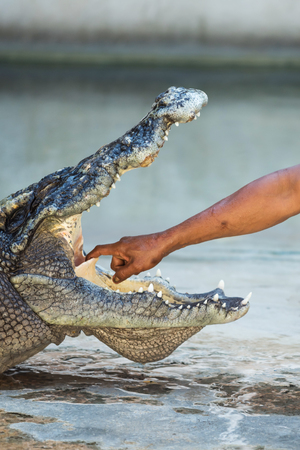 Crocodile huntsman or trainer showing to put his hand inside big crocodile open mouth. Dangerous and risk show in Samut Prakan, Thailand.の写真素材