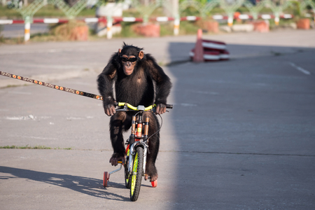 Cute chimpanzee monkey with sunglasses riding bicycle or bike to exercise on street in crocodile zoo, Samut Prakarn, Thailand. Adorable wildlife practice biking.の写真素材