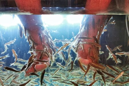 Closeup of man feet enjoying fish Spa pedicure treatment in salon. Healthy and healthcare lifestyle concept. Alternative health solution to cure foot.の写真素材