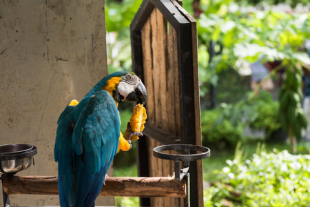 colorful maccaw parrot eat mango fruit by foot with natural green leaf bokeh background.