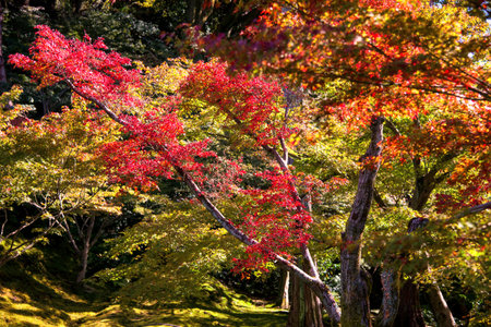 red maple foliage touching sunlight in colorful autumn garden of Tofukuji Temple at Kyoto, Japan....