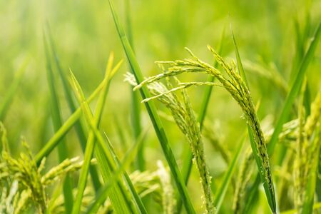 Green organic jasmine paddy rice field. farm in asia. Growing agriculture at harvest. Beautiful nature of farmland with copy space background.の写真素材