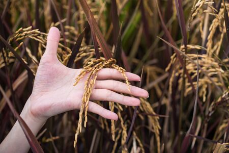 Woman hand hold a stem of yellow ripe rice crops in farm. Agriculture industry in harvest rainy season.の写真素材