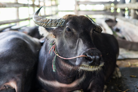 water buffalo resting in wooden stables, Suphanburi, Thailand.