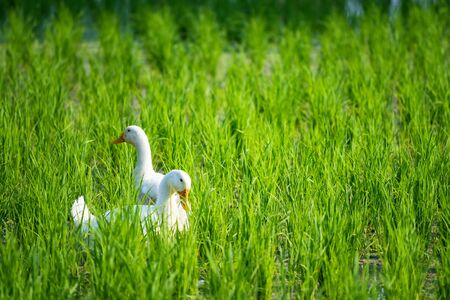 White ducks eat plant food at paddy rice fieldの写真素材