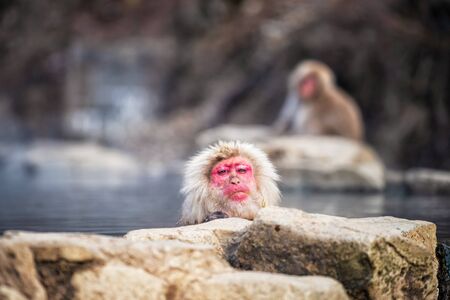 Japanese Snow monkey Macaque look at camera and bath on hot spring Onsen at Jigokudani monkey Park in winter, Yamanouchi, Nagano, Japan. Famous travel destination  landmark in Chubu.の写真素材