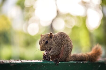 Brown squirrel eating and chewing a peanut on wooden wall with green leaf and bokeh foliage sunrise background. Wildlife animal with copy space for text.の写真素材