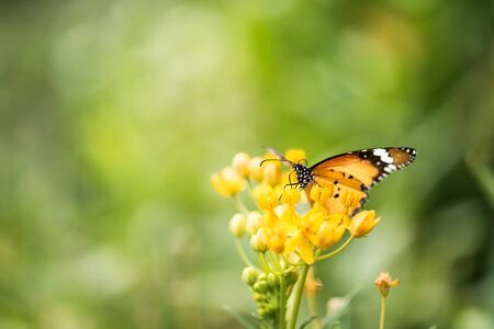 Macro shot of orange monarch butterfly eating on yellow flower carpel in spring with blurred bokeh floral greenery and sunrise background. Wildlife animal at garden with copy space for text.の写真素材