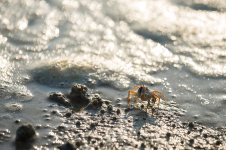 Closeup tiny crab walking on beach with sea water wave and sunset light bokeh. animal at coast.