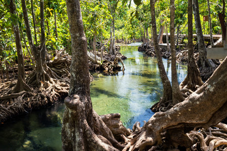 Natural landscape view of Tha Pom Khlong Song Nam in Krabi, Thailand. Scenic landscape of beautiful...