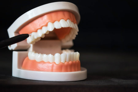 Dentist hand point pen to molar tooth of teeth and jaw anatomy model isolated on black background...