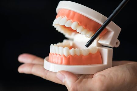 Dentist hold jaw teeth anatomy model and point pen to lower molar tooth isolated on black background with copy space for text. dental care and orthodontic education concept.の写真素材