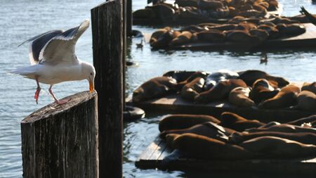 Seagull on wooden pillar with blurred Sea Lions colony group at Pier 39 in Fisherman's Wharf district during sunset, San Francisco, California, USA. Travel destination conceptの写真素材