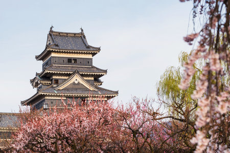 Matsumoto Castle with pink cherry blossom or sakura trees, Nagano Prefecture, Japanのeditorial素材