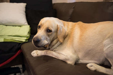 Adorable big white Labrador dog lying on sofa bed or couch and holding bone in mouth at living room of cozy house and looking at the camera. Happy cute pets conceptの写真素材