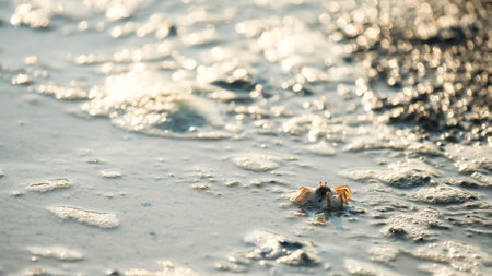 Closeup small tiny crab walking on beach with ocean water wave and sunset light bokeh. Portrait of...
