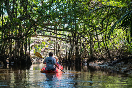 Tourist on canoe boat visit Little Amazon or Sang Nae Canal to see  hidden Banyan Tree forest, bird, snake, Varanus salvator along river in phang nga, Thailand. Famous travel in nature.の写真素材