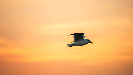 Flying Slender-billed seagull at twilight sky at sunset around Bang Pu recreation centre, Samut...