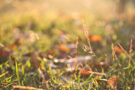 Small bee on poaceae or grass flower in field with natural nature green spring bokeh background at sunrise with copy space for text. Wild anmal in forest.の写真素材