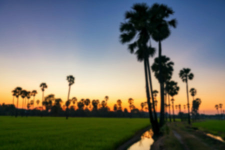 Blurred astract photo of sugar palm tree farm with twilight sky at sunset, Pathum Thani, Thailand....