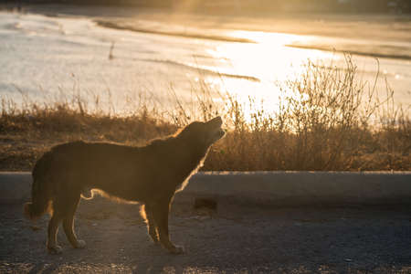 Stray dog eat meatball offered by people on road near sea beach with sunset light in Cha-am, Phetchaburi Province, Thailand. Homeless animal survival way.の写真素材