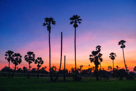 Silhouette sugar palm trees and green paddy rice farm with twilight sky at dusk in Pathum Thani, Thailand. Agriculture and natrual travel viewpoint background.の写真素材