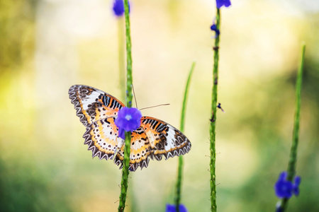 Monarch orange butterfly spread out wings on purple flower pollen with natural foliage sunrise light bokeh background. wild animal in park with copy space for text.の写真素材