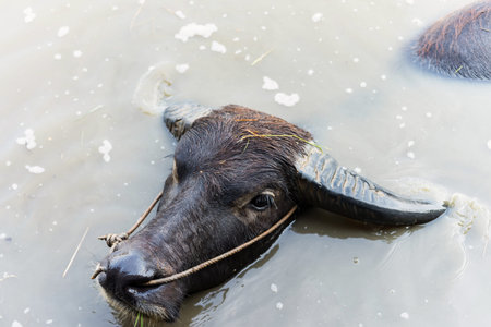 Portrait of Thai water buffalo floating on water pond and eating grass. Farm animal in park....