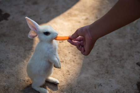 Little white baby rabbit stand and eat carrot feed by man with rim light. offer food to cute zoo...