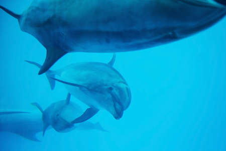 Happy group of adorable Sea dolphins swimming and playing with each other in aquarium. Cute marine aminal under water with copy space for text.の写真素材