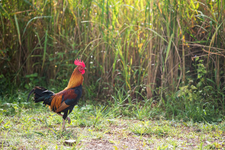 Beautiful male bantam chicken walk on jasmine paddy rice field against sunrise light. Farm animal. Agriculture indusrty.の写真素材