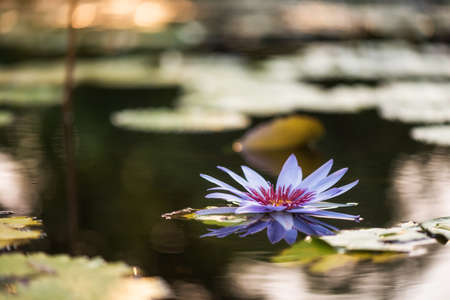Beautiful purple lotus flower blossom with blur leaves and sunrise light bokeh background in pond. Macro closeup photography in spring,の写真素材