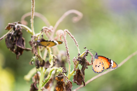 Macro portrait of orange monarch butterfly on dry flower in spring with blur bokeh floral greenery...