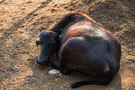 Water buffaloe rest in shade of trees in hot summer day in Thailand. Farm animal for agriculture industry.の写真素材