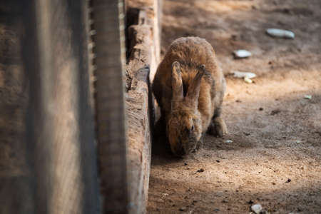 Adorable brown bunny or rabbit eating vegetable in pet pen. Cute animal in farm zoo. Easter t.holiday festival concepの写真素材