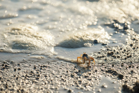 Little crab walking on beach with motion sea water wave and light bokeh, Krabi, Thailand. sea life...