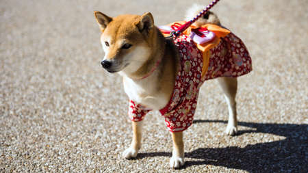 Cute young Shiba Inu or Hachi Puppy Dog with cute Traditional Japanese yukata costume pull by leash rope on street. Adorable smart Japan pet.の写真素材