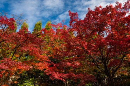 Colorful autumn trees at Koko-en garden against blue sky in Himeji, Japan. Here is very famous to see fall foliage colors during late November. Natural backgroundの写真素材