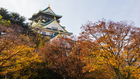 Osaka castle with autumn ginkgo tree leaf, Japan. Famous travel destination or holiday maker landmark in Kansai.のeditorial素材