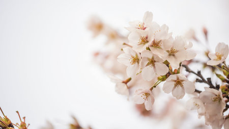 Cherrry blossom or sakura flower full bloom isolated on white background, Japaan famous sign to...