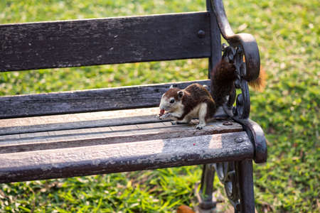 Cute squirrel on chair holds a nut in its paws and eats it. A small furry funny animal lives in a city Park. Feeding urban rodents at sunrise.の写真素材