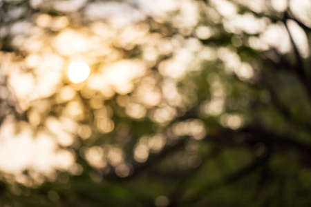 Blurred bokeh leaf on big tree against orange sunrise background.の写真素材