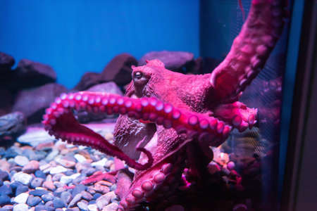 Purple giant octopus sleep on rock and attach to fish carbinet glass in aquarium. Aqua pink violet animal decorated in theme parkの写真素材