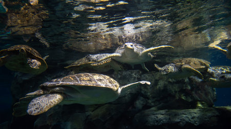 Group of sea turtles swimming in Nagoya aquarium, Japan. Famous travel destination to see ocean...