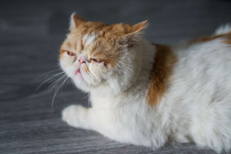 Portrait of Cute yellow Exotic shorthair cat on gray wooden floor stare at camera with copy space for text. Adorable animal or pet inside house. best human friend.の写真素材