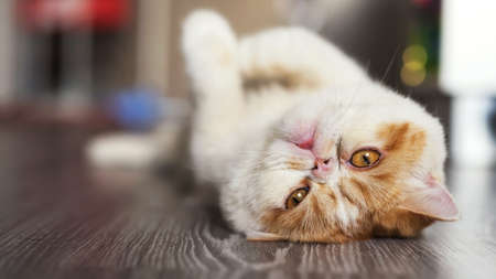 Portrait of Cute yellow Exotic shorthair cat lie down and look at camera on gray wooden floor with copy space for text. Adorable animal or pet inside house or home. best human friend.の写真素材