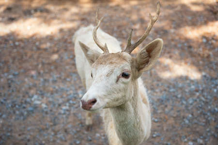 Top view of white reindeer or deer with horn in zoo.の写真素材