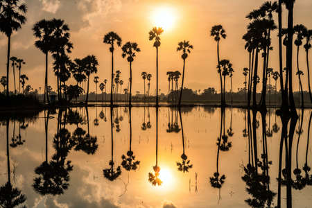 Silhouette sugar palm tree farm and farmer hut with natural reflection on water pond at sunrise, Dongtan Samkok, Pathum Thani Province, Thailand. Famous travel destination of warm country, Siam.の写真素材